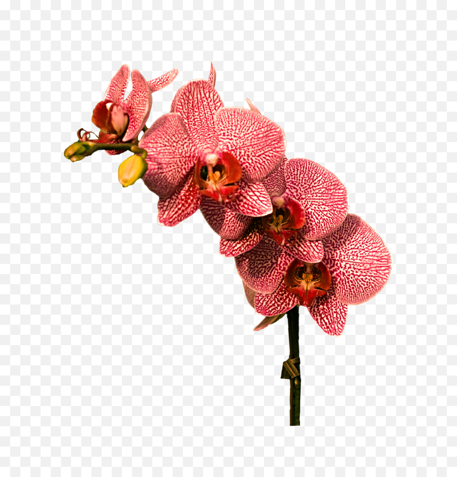 Free Transparent Cc0 Png Image Library - Orchid Png,Orchid Png