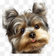 Butterflies 15 - Yorkies Png,Yorkie Png