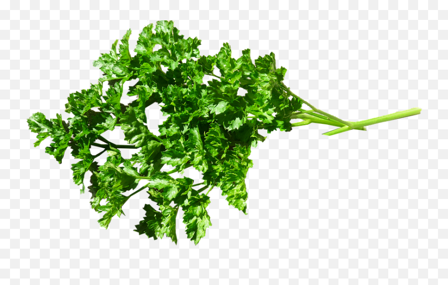 Food Parsley Cooking Garnish Cut Out - Png,Garnish Png