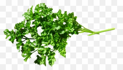 Food Parsley Cooking Garnish Cut Out - Png,Garnish Png
