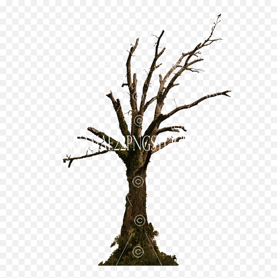 Dead Tree Png Stock Photo 0098 Top - Dead Old Tree Png,Large Tree Png