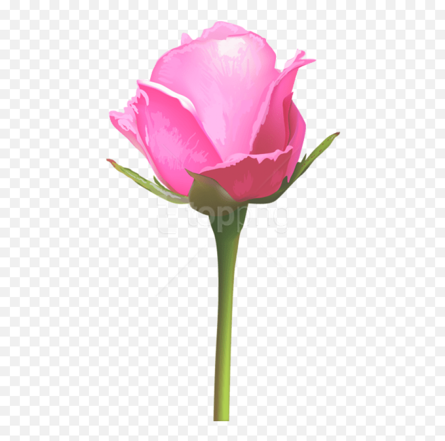 Download Single Pink Rose Png Images - Single Pink Rose Flower,Single Rose Png