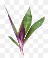Desert Plant Extract - Plants png