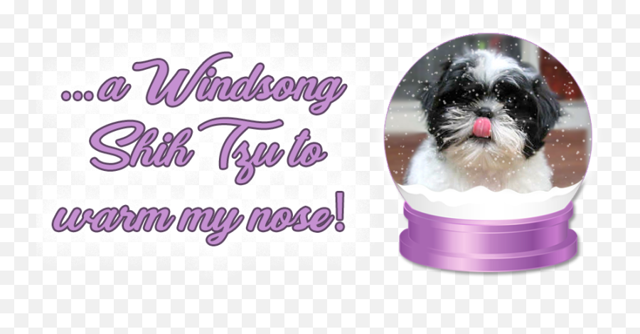 Shih Tzu Puppies For Sale In Massachusetts And New Hampshire - Event Png,Shih Tzu Png