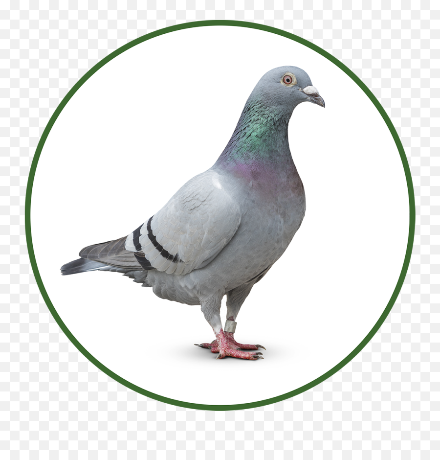 Download Dove Icon Png Image With - Homing Pigeon,Dove Cameron Icon