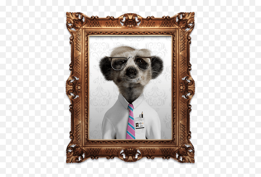 Meet Sergei - Compare The Meerkat Itv Png,Meerkat Icon