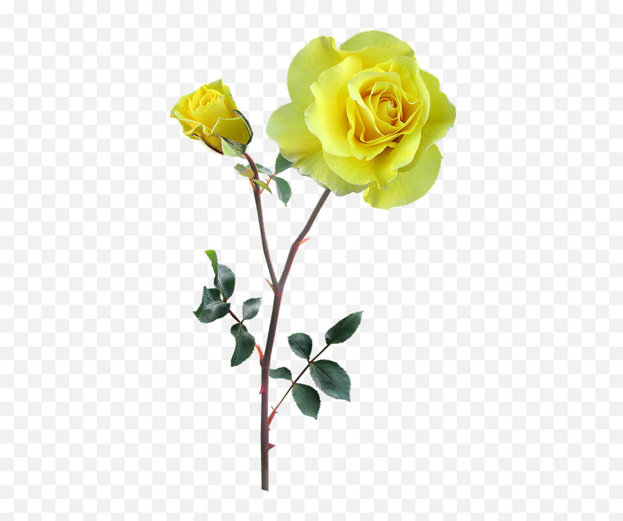 Rose Yellow Stem Flower - Flower Transparent Stem Yellow Rose Png With Stem,Flower Stem Png