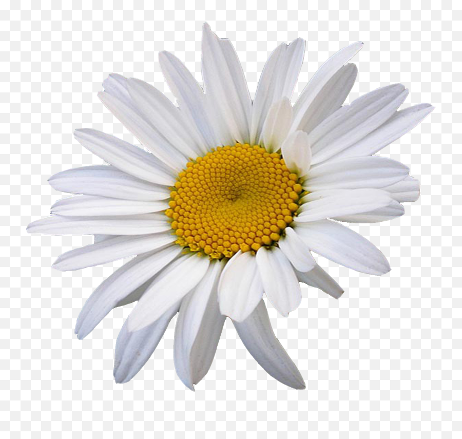 Oxeye Daisy Common Flower - Daisy Png Transparent,Daisy Png