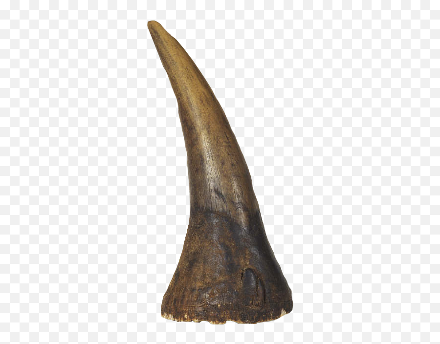 Rhino Horn Transparent U0026 Png Clipart Free Download - Ywd Rhinoceros Horn Png,Rhino Png