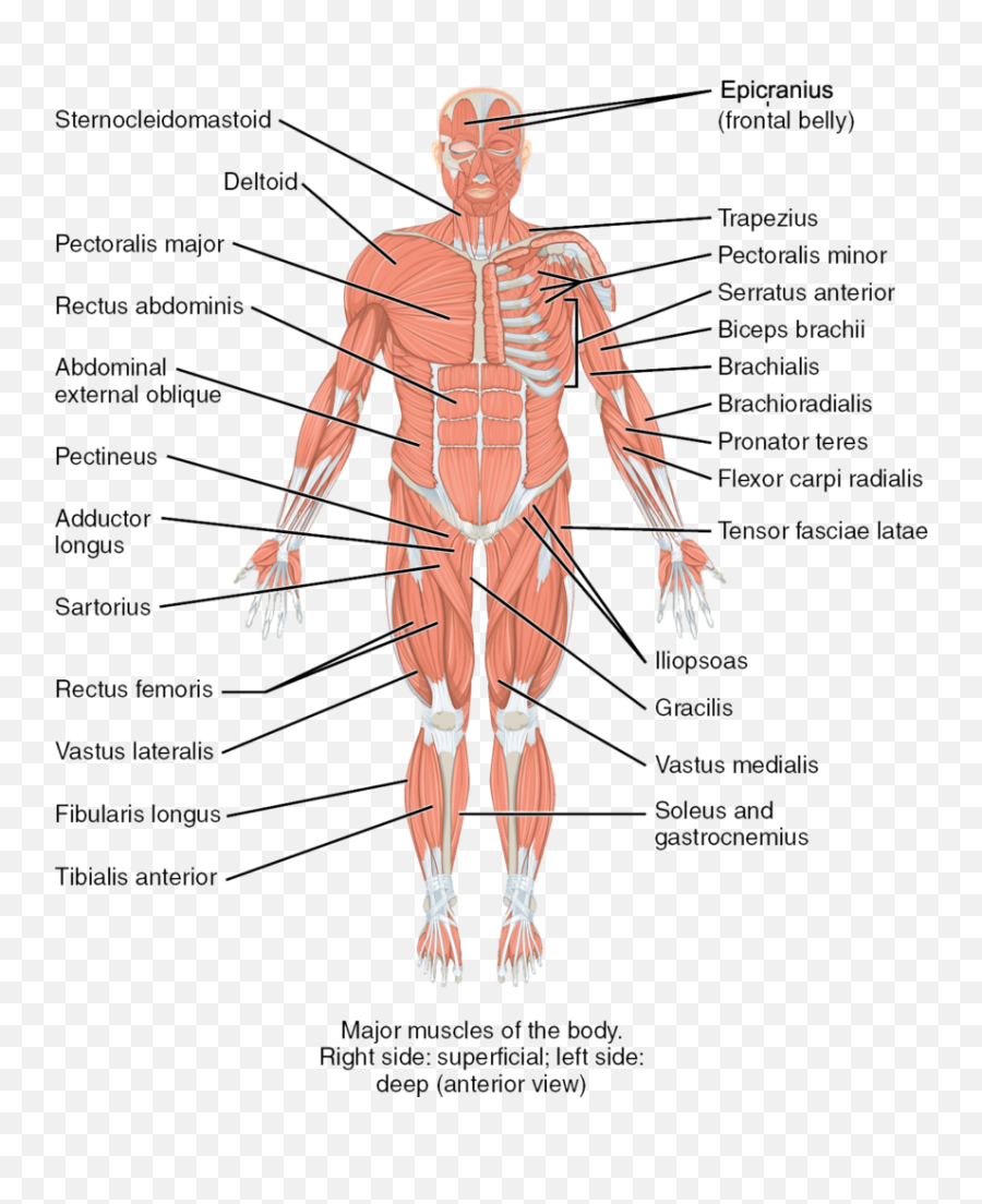 8 The Axial Muscles - Medicine Libretexts Muscles Of The Body Posterior View Png,Muscles Png