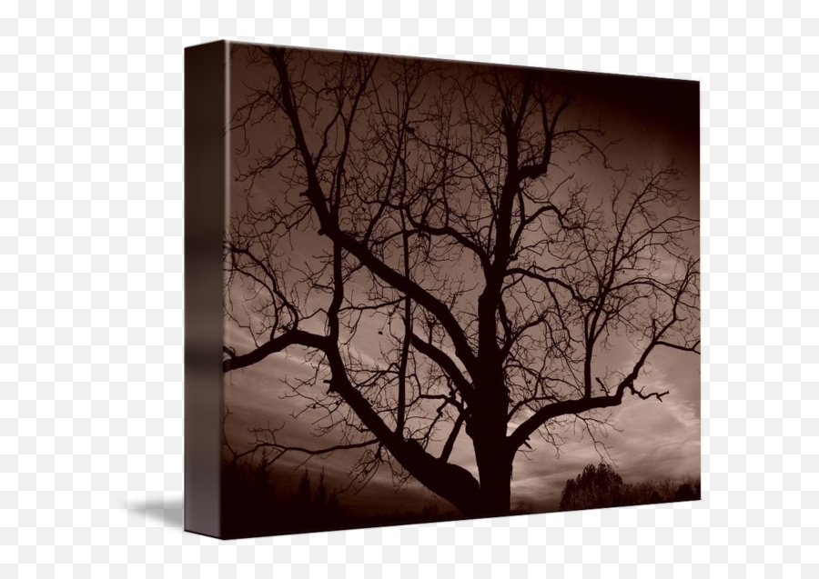 Creepy Tree By Jeffrey S Nuckols - Silhouette Png,Creepy Tree Png