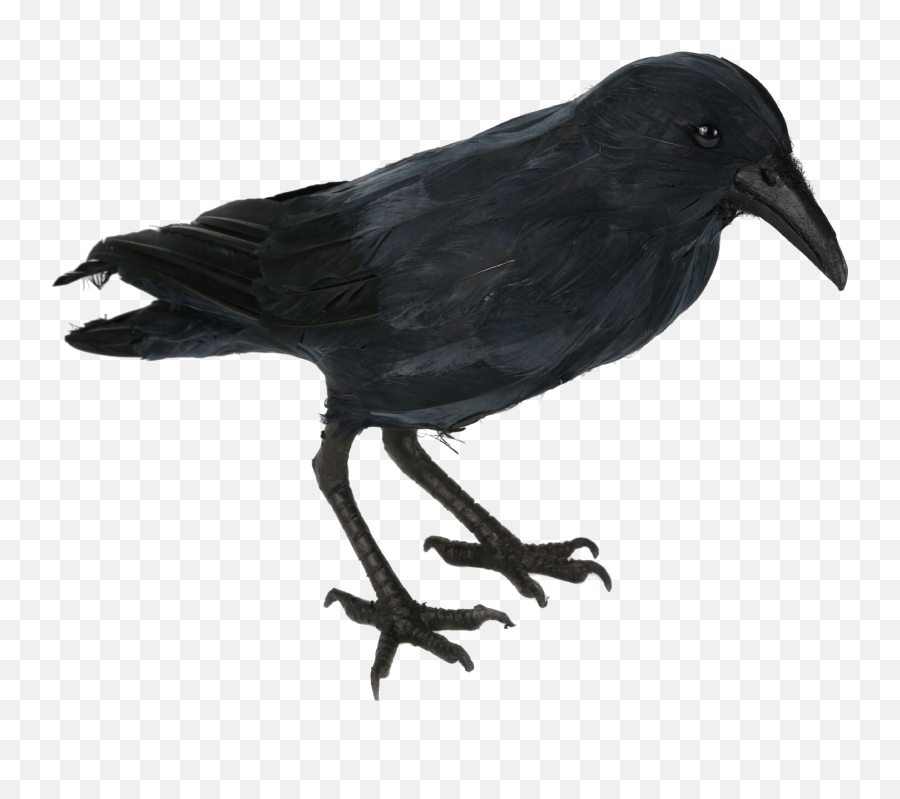 Crow Png Free Images