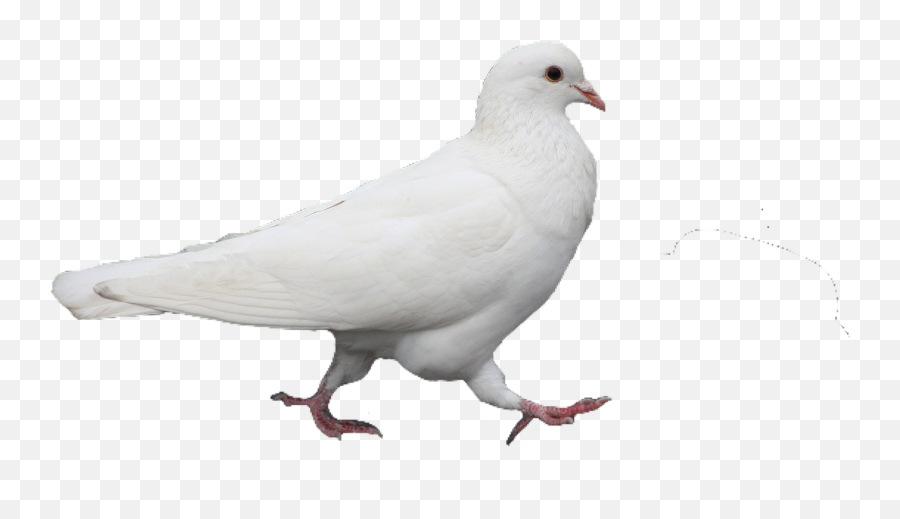 White Pigeon Bird Pngs Png Cute Trendy Aesthetic Pretty - Cute White Pigeon,Birds Png