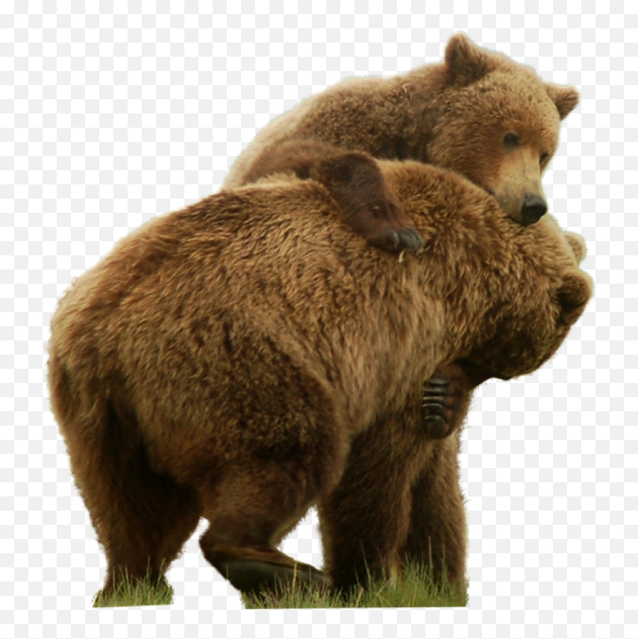 Grizzly Bear Standing Png Image - Grizzly Bear Png,Grizzly Bear Png