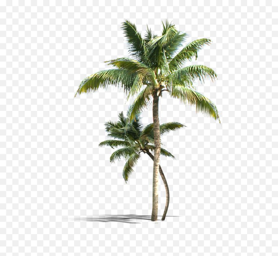 Palm Tree Png Vectors Psd And Clipart - Kerala Coconut Tree Png,Palmtree Png