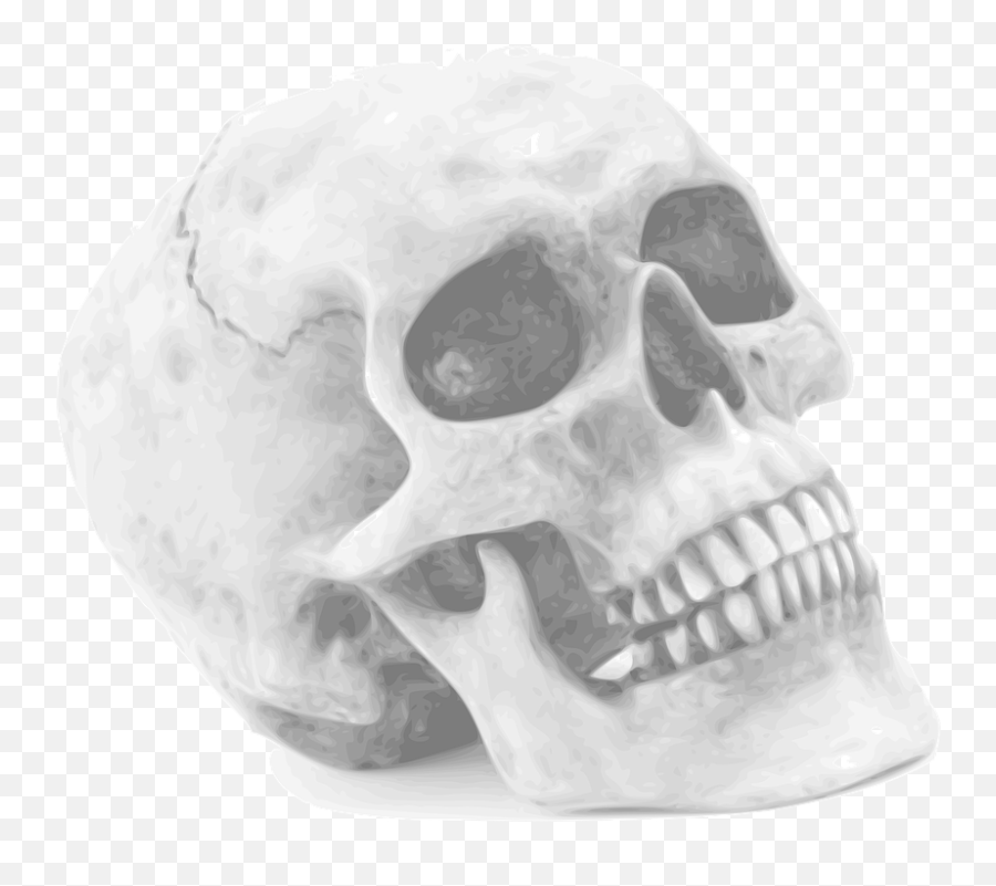 Skull Skeleton Human - Halloween Skull Png,Human Skull Png