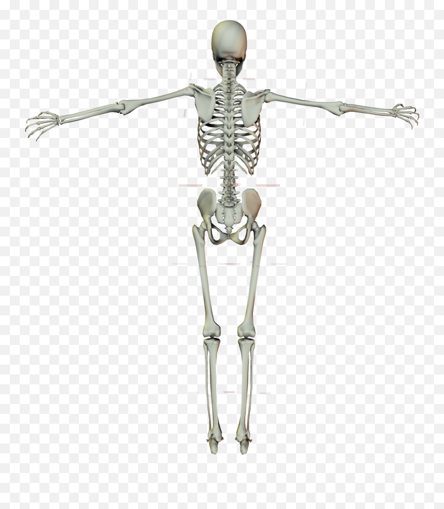 Human Skeleton Png Download - Skeleton Png,Skeleton Png Transparent