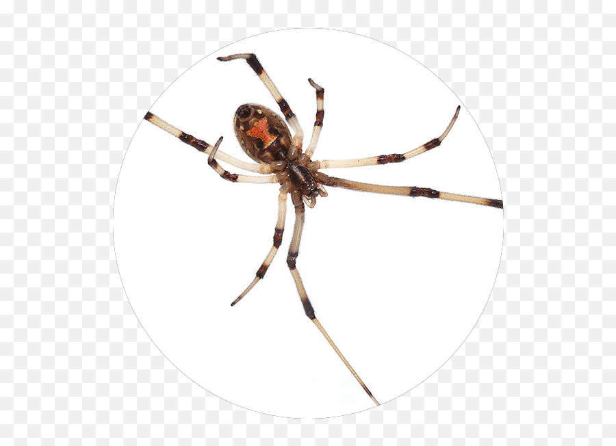 What Pest Is This U2014 Boot - Apest Brown Widow Vs Black Widow Png,Spiders Png