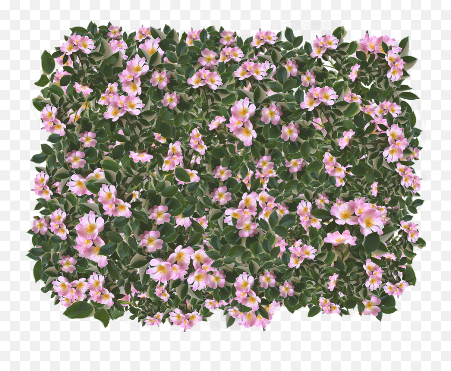 Free Photo Feminine Summer Leaves Pink Flowers Garden Spring - Peruvian Lily Png,Ground Cover Png