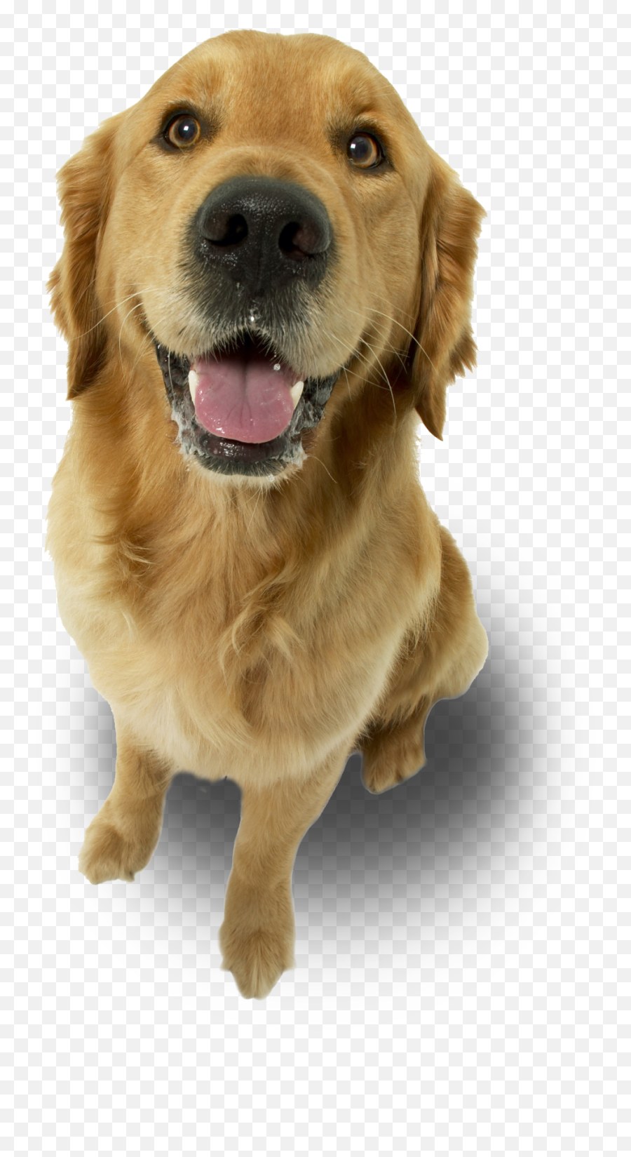 Dog - Love My Golden Retriever Ornament Oval Full Size Imagens De Animais Para Final De Slide Png,Golden Retriever Png