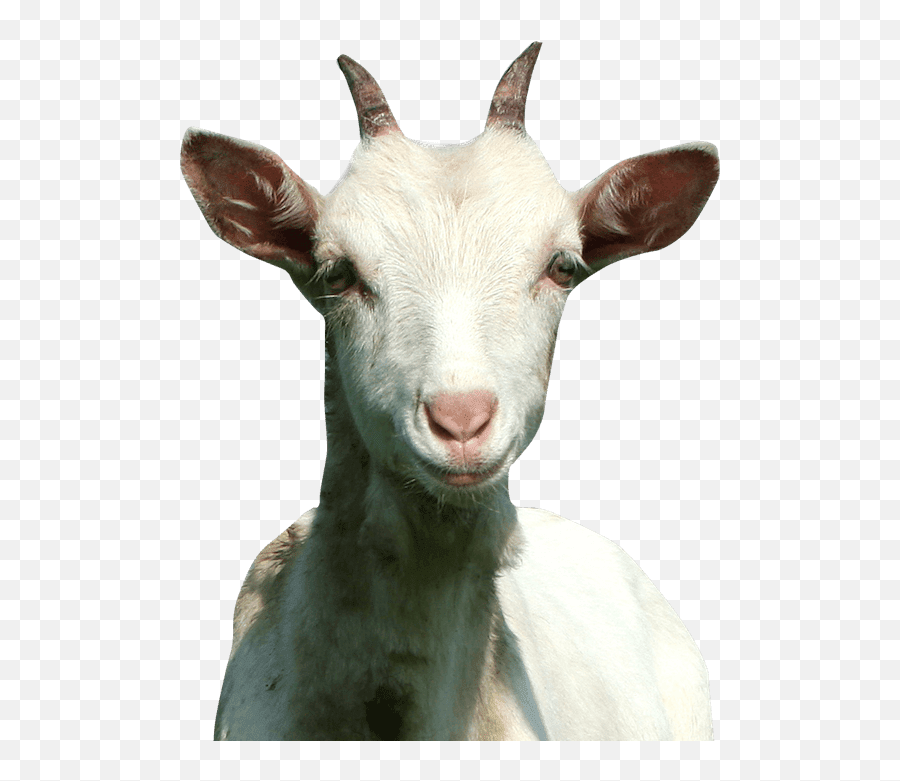 Download Goat Of Rap Hd Png - Rap Goat,Goat Head Png