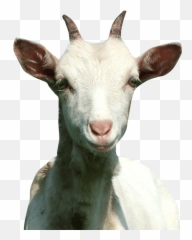 Download Goat Of Rap Hd Png - Rap Goat,Goat Head Png