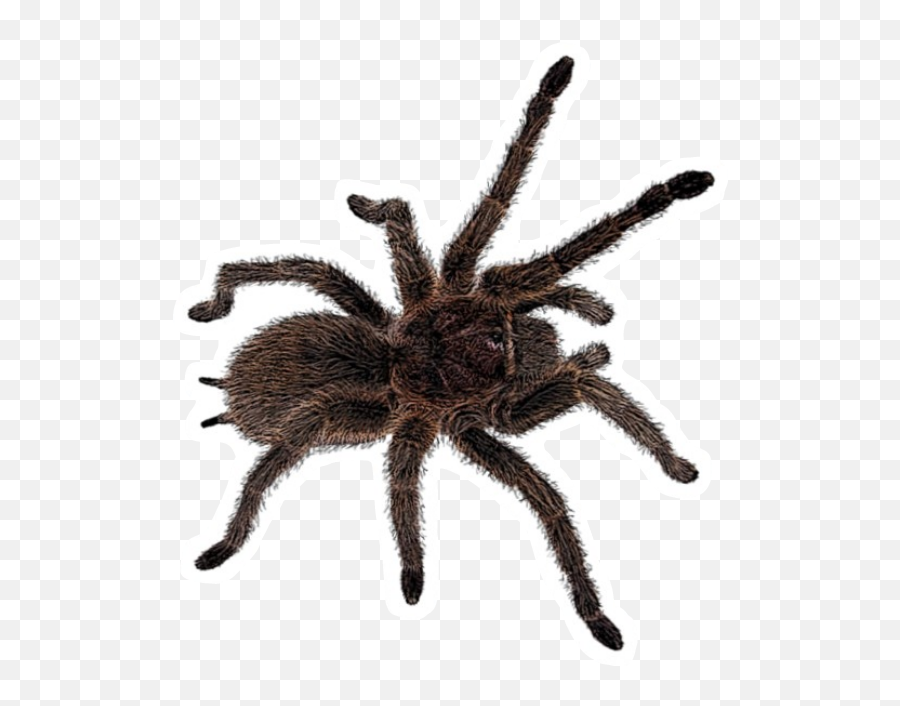 Freetoedit Insect Tarantula Spider - Jumping Spider With Long Legs Png,Tarantula Png