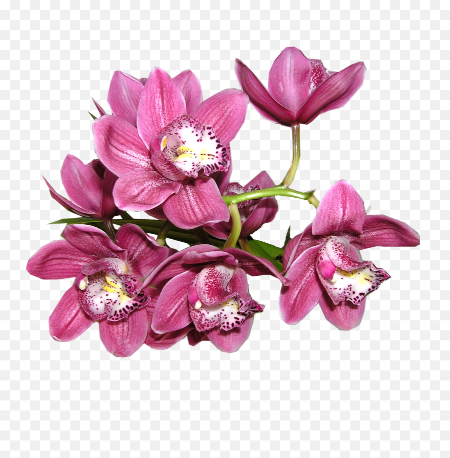 Orchid Png Image - Orchid Flower Png,Orchid Png