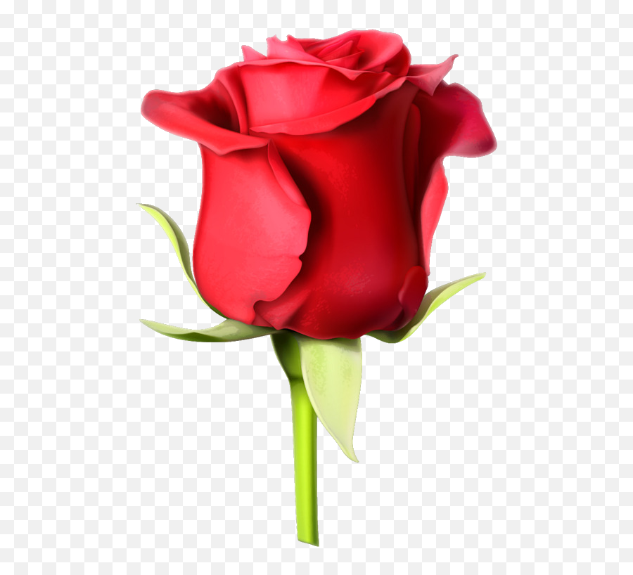 Rosa Roja - Rose Images Hd Download Transparent Png Rose Flower Hd Images Download,Flecha Roja Png