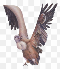 Letter V Png - Condor