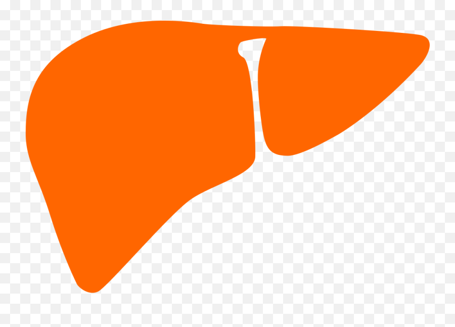 Liver Noun 28826 Cc Orange - Orange Liver Png,Liver Icon