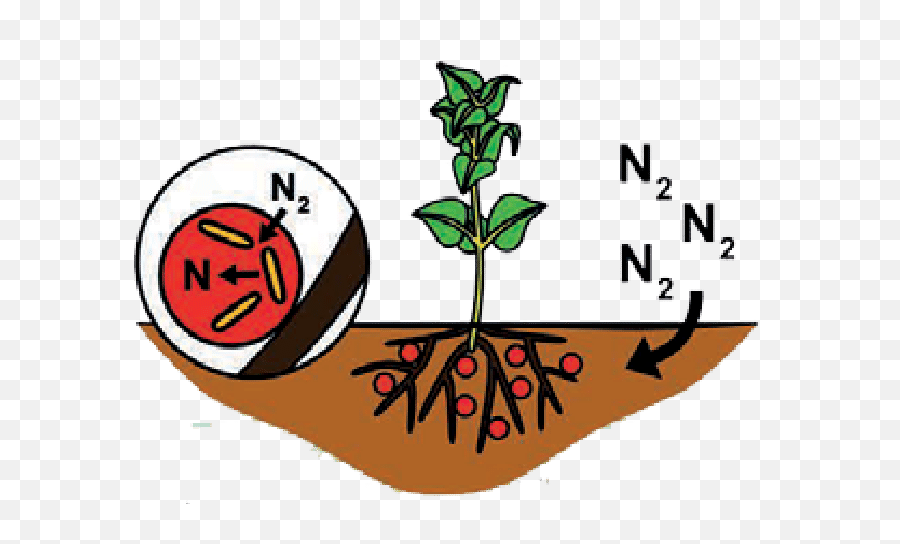 Biological Nitrogen Fixation Cartoon Clipart - Full Size Biological Nitrogen Fixation Cartoon Png,Nitrogen Icon
