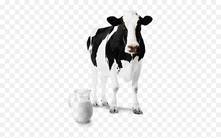 Leite De Vaca Png 2 Image - Png Images Cow Png,Vaca Png