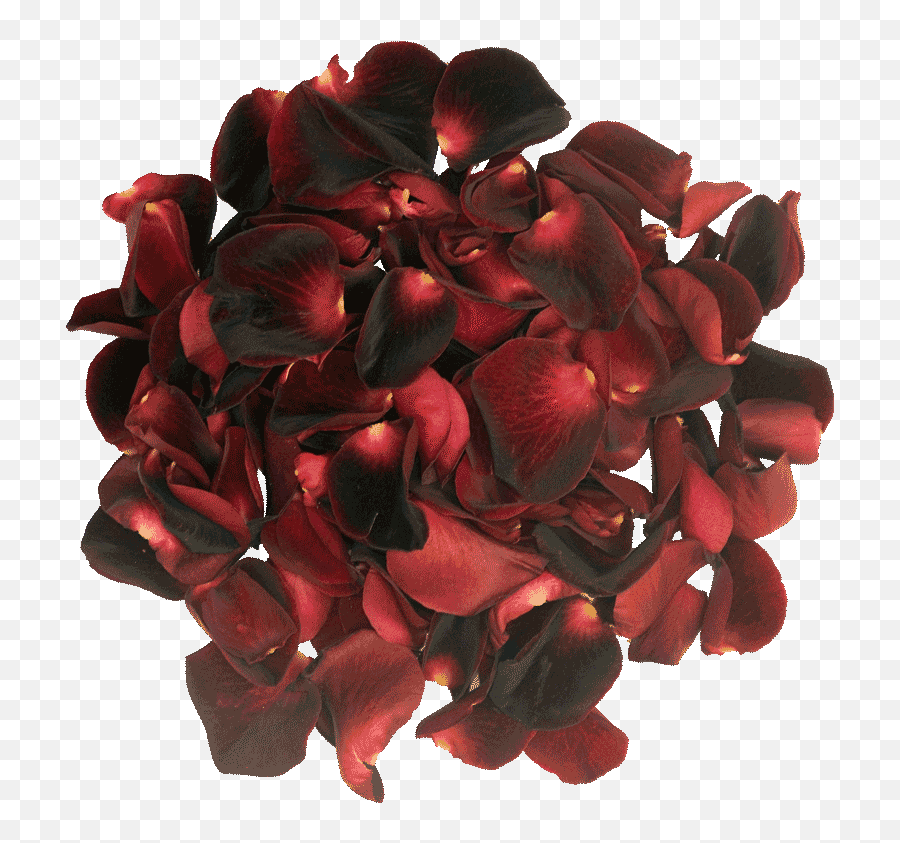 Black Roses - Tinted From 99p Buy Send Black Roses Artificial Flower Png,Icon And The Black Roses