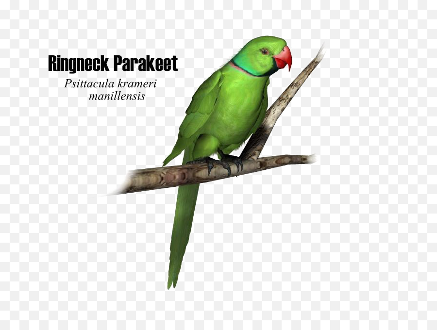 Transparent Parrot Png - Parakeet Transparent Cartoon,Parrot Transparent Background