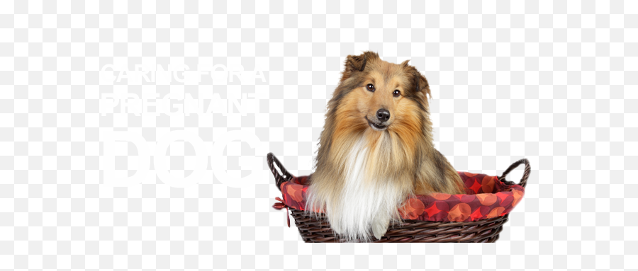 How To Care For A Pregnant Dog U2013 Trupanion Pet - Rough Collie Png,Dog Transparent