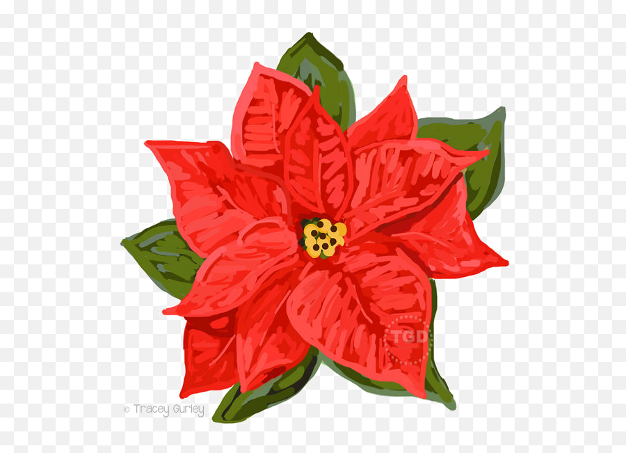 Download Poinsettia Png Image - Poinsettia,Poinsettia Png