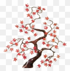 Japanese Maple Transparent - Roblox Png,Japanese Maple Png