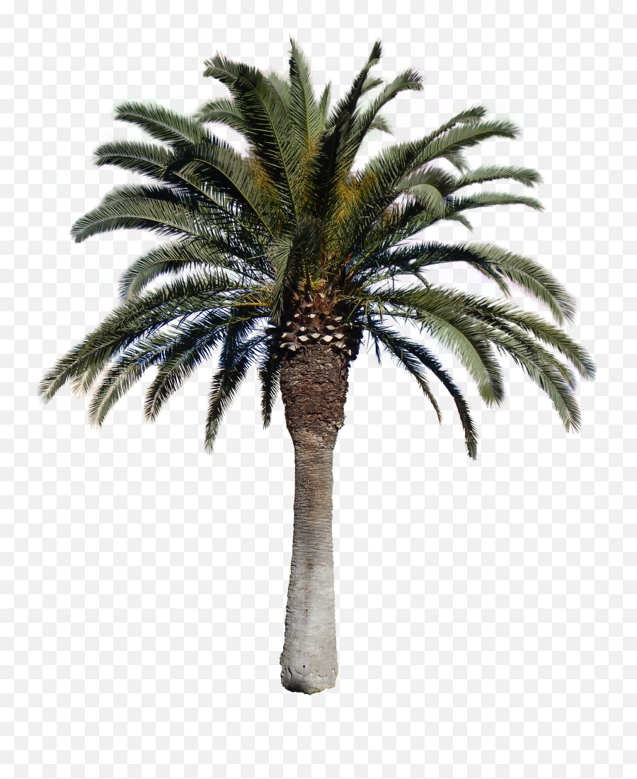 Png With Alpha Tree - Date Palm Tree Png,Palm Png