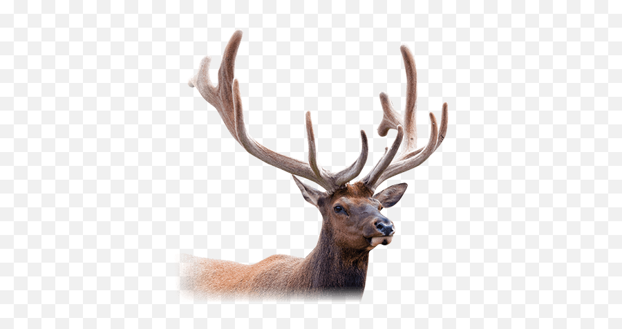 Velvet Antler Bander Benefits Callicrate Banders - Elk Png,Deer Head Png