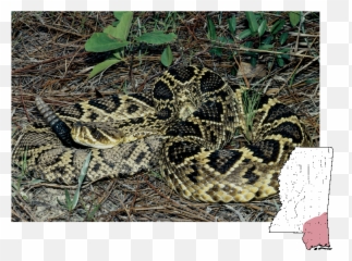 Mdwfp - Venomous Snakes Of Mississippi Poisonous Snakes In Mississippi Png,Snake Scales Png
