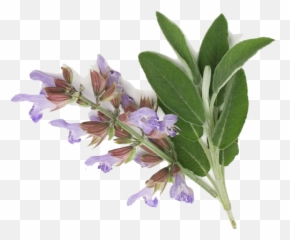Download Clary Sage Essential Oil - Clary Sage Salvia Sclarea Png,Sage Png