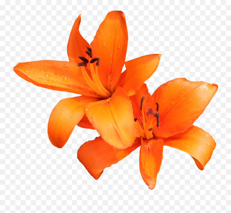 Lilium Png - Orange Lilies Png,Lily Transparent Background