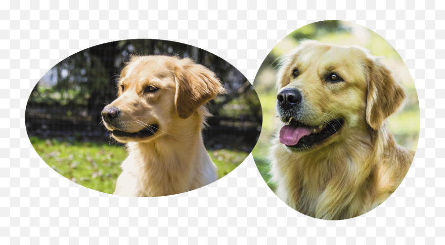 Download Hellie Pedigree And Clearances - Golden Retriever Golden Retriever Png,Golden Retriever Transparent Background