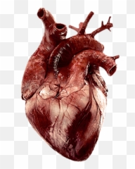 Freetoedit Remixit Heart Organ - Sticker By Justin Transparent Background Real Heart Png,Heart Organ Png