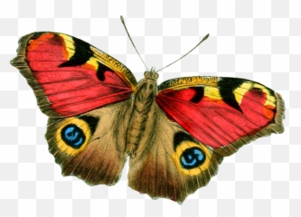 Butterfly Icon Clipart - That Looks Like Face png