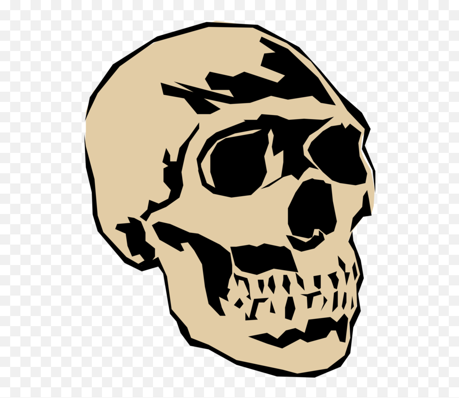 Human Skull Head - Skull Png,Human Skull Png