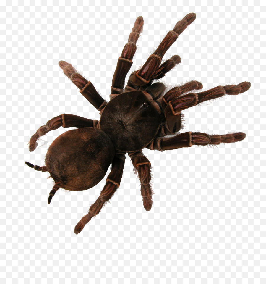 Download Tarantula Png Image With No - Bird Eating Spider Australia,Tarantula Png