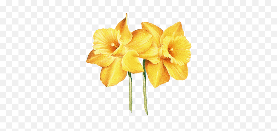 Daffodil - Info1copypng Aurora Oregon Daffodil Flower March Tattoo,Daffodil Png