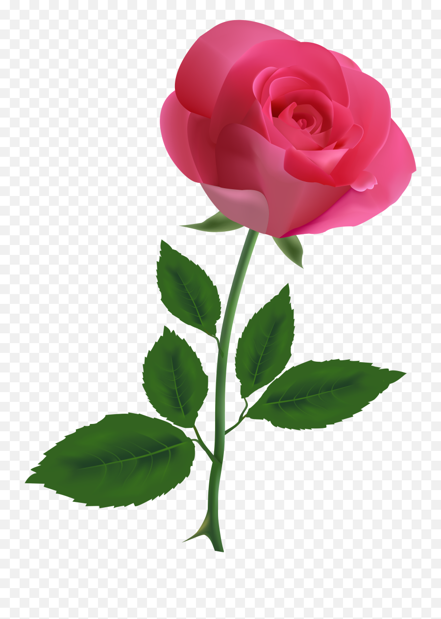 Single Flower Png Picture - Transparent Background Rose Transparent,Single Rose Png